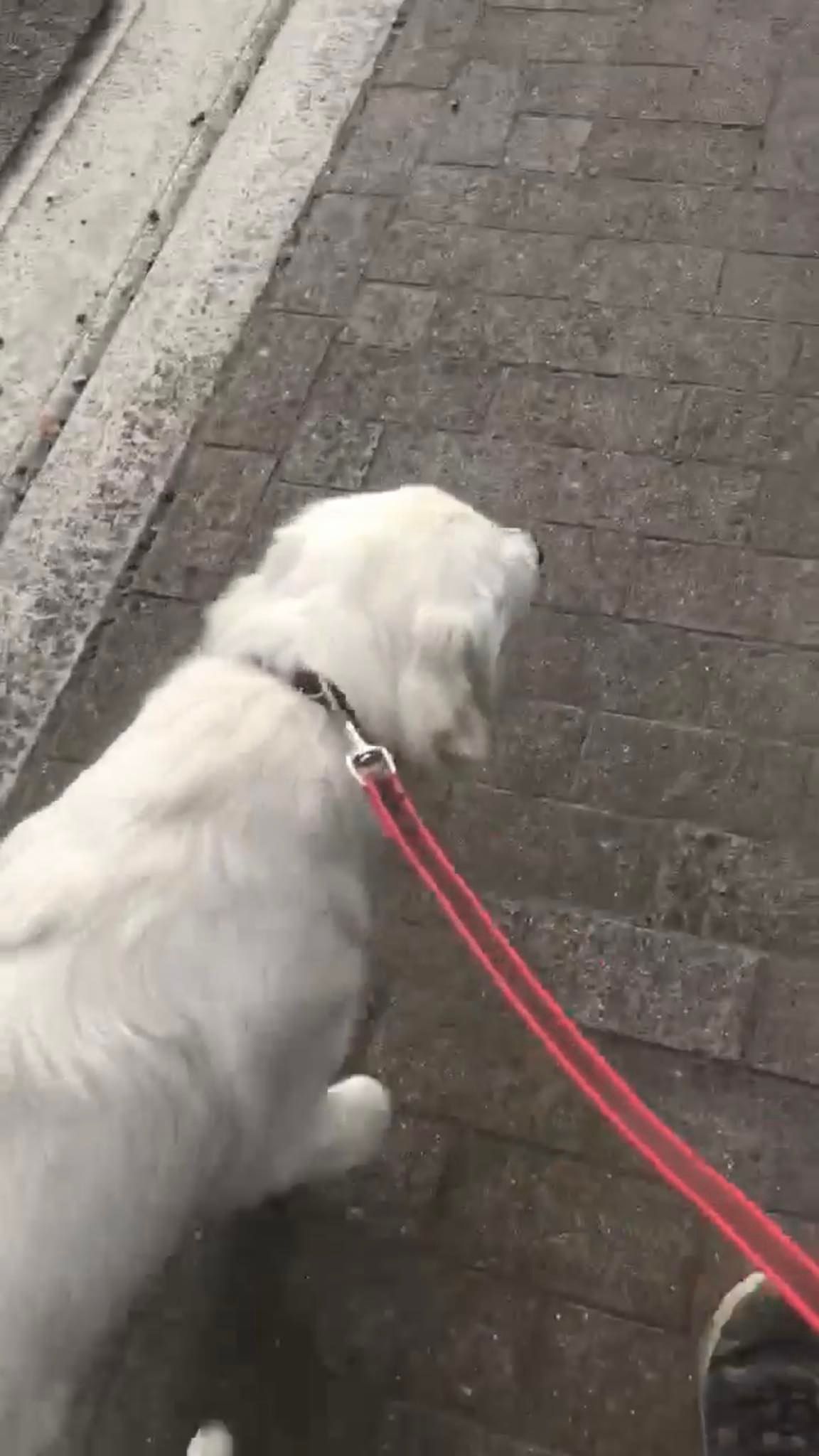 puppy training wandeling